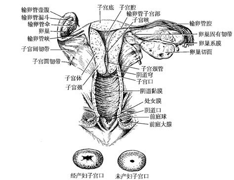 女人阴部